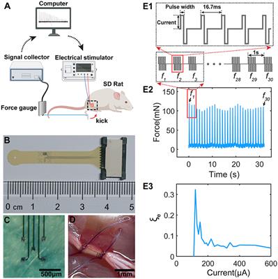 The effect of the subthreshold oscillation induced by the neurons' resonance upon the electrical stimulation-dependent instability